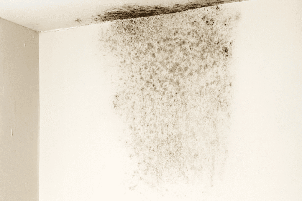 Severe black mould forming on a cold, damp internal wall caused by poor insulation and condensation.