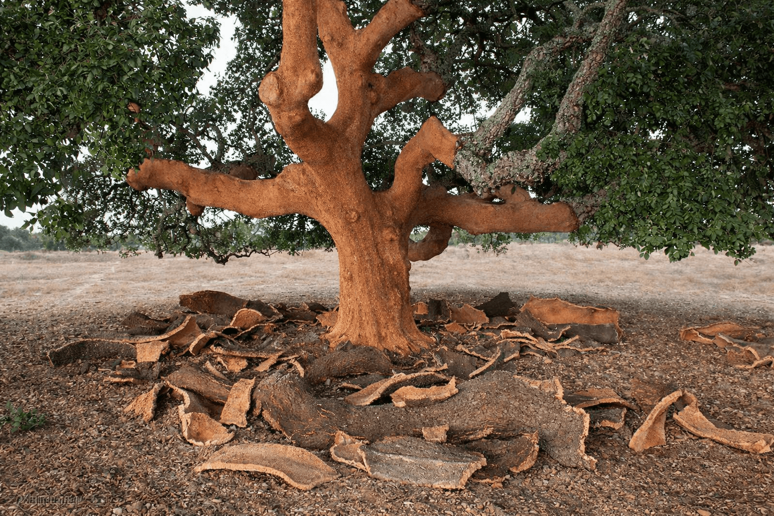 Natural cork tree showing sustainable bark used for eco-friendly spray cork insulation